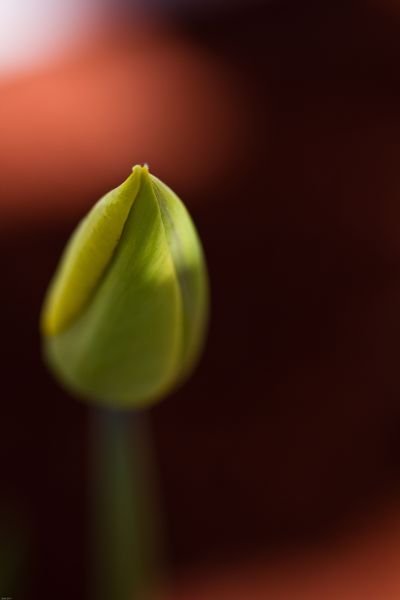 Happy Little Flower Bud