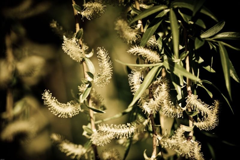 Sunlight Dance