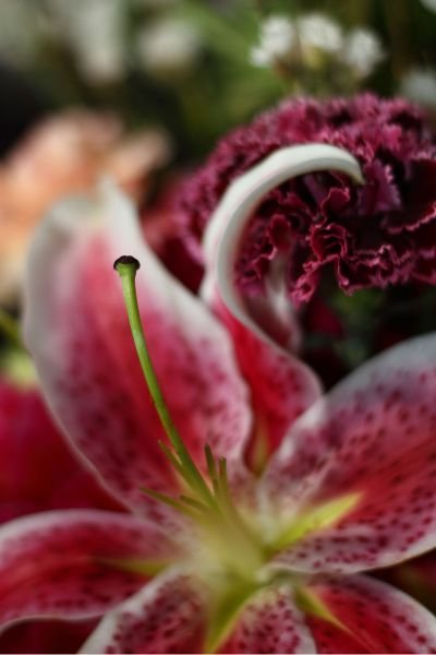 lillyprint1