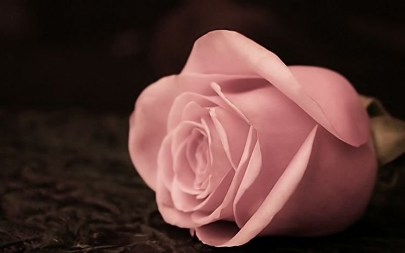 palerose