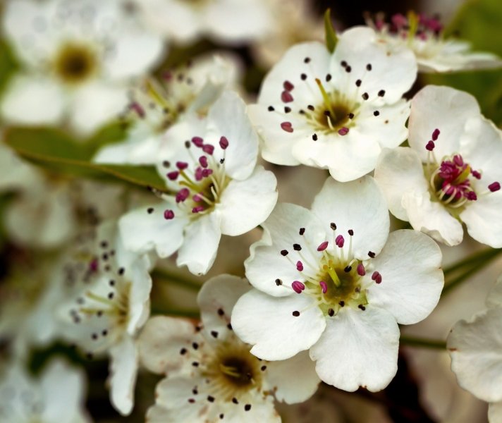 pearblossom2