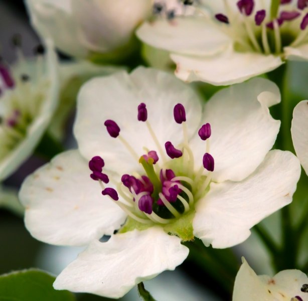 pearblossom5