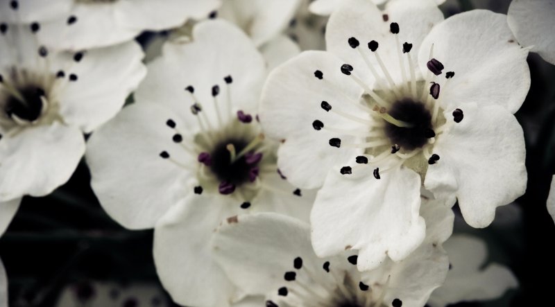 pearblossom8