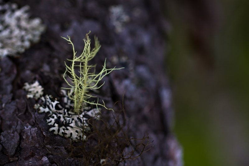 silverlakehike-bog 059-2