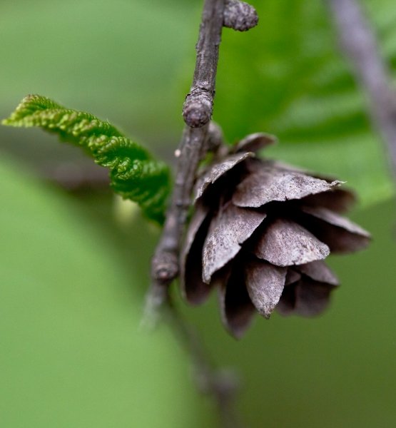 silverlakehike-bog 077