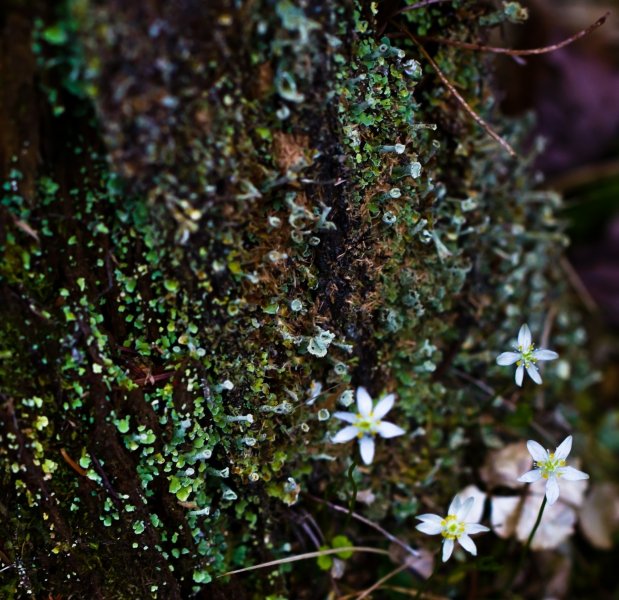 silverlakehike-bog 087